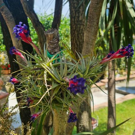 Il Ruscello Bed and Breakfast Maratea Buitenkant foto