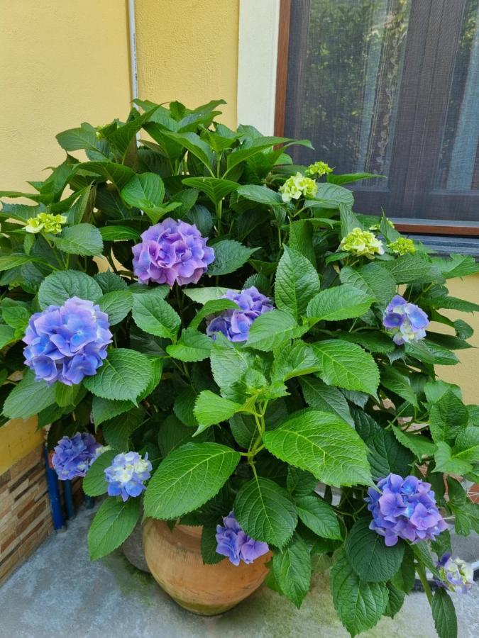 Il Ruscello Bed and Breakfast Maratea Buitenkant foto